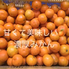 和歌山産　ゆら早生　みかん　超小粒
