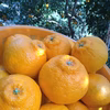 「3つの太陽」を浴びた　愛媛県産　不知火（訳あり果実)2.5kg