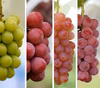 シャインマスカット、ルビーオクヤマ、クイーンニーナ、ヌーベルローズ4種セット