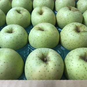 【甘い】青森県産りんご「王林」　家庭用 きずあり 5kg 