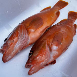 【魚突き】動画あり　アカハタ1.0kg、700g 鱗、内臓処理済
