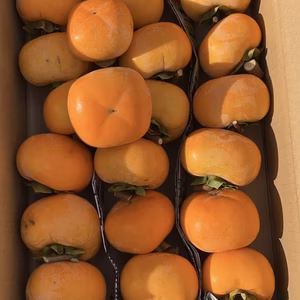  《干し柿用 渋柿》訳あり 平核無柿 3キロ箱