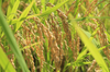 【令和1年産・新米】丹波篠山産コシヒカリ 15㎏ 特別栽培米 