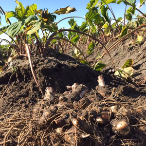 数量限定早い者勝ち！煮物や鍋料理で！伝統的京野菜 海老芋 子芋・孫芋バラ各1kg