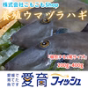 ハギ祭り開催中！朝どれ鮮魚『養殖ウマヅラハギ』活〆