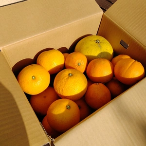 【柑橘セット】晩白柚（ザボン）&ネーブルオレンジ&八朔（ハッサク）