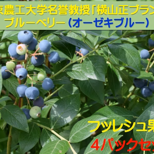 東京農工大学名誉教授「横山正ブランド」のブルーベリー新鮮果実：オオゼキブルー