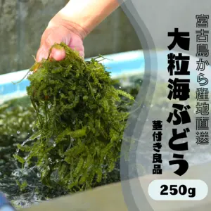 宮古島から産地直送　海ぶどう良品【茎付き】　250g(タレつき)