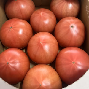 王様トマト2キロ！野口農園の大玉トマト。"ごほうび"麗容"サンロード"