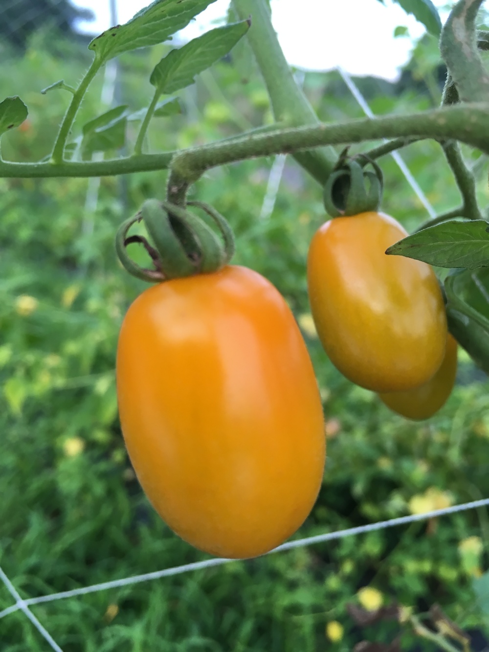 那須高原 おひさまのごほうび 無農薬 無化学肥料 お野菜セット 農家漁師から産地直送の通販 ポケットマルシェ