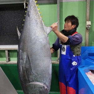 切り落としセット　みやび鮪(本マグロ)