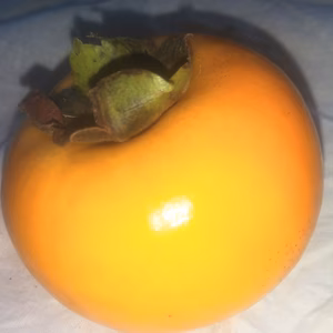 残り僅か❢【農薬不使用】　田舎の甘柿　旬の野菜のおまけ付き！