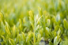 【新茶】川根茶　煎茶やまびこ100ｇ袋入×6袋〜(宅急便)