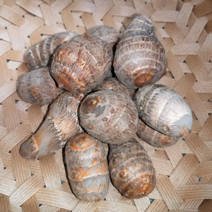 300年以上品種改良されていない【伝燈寺里芋】農薬不使用