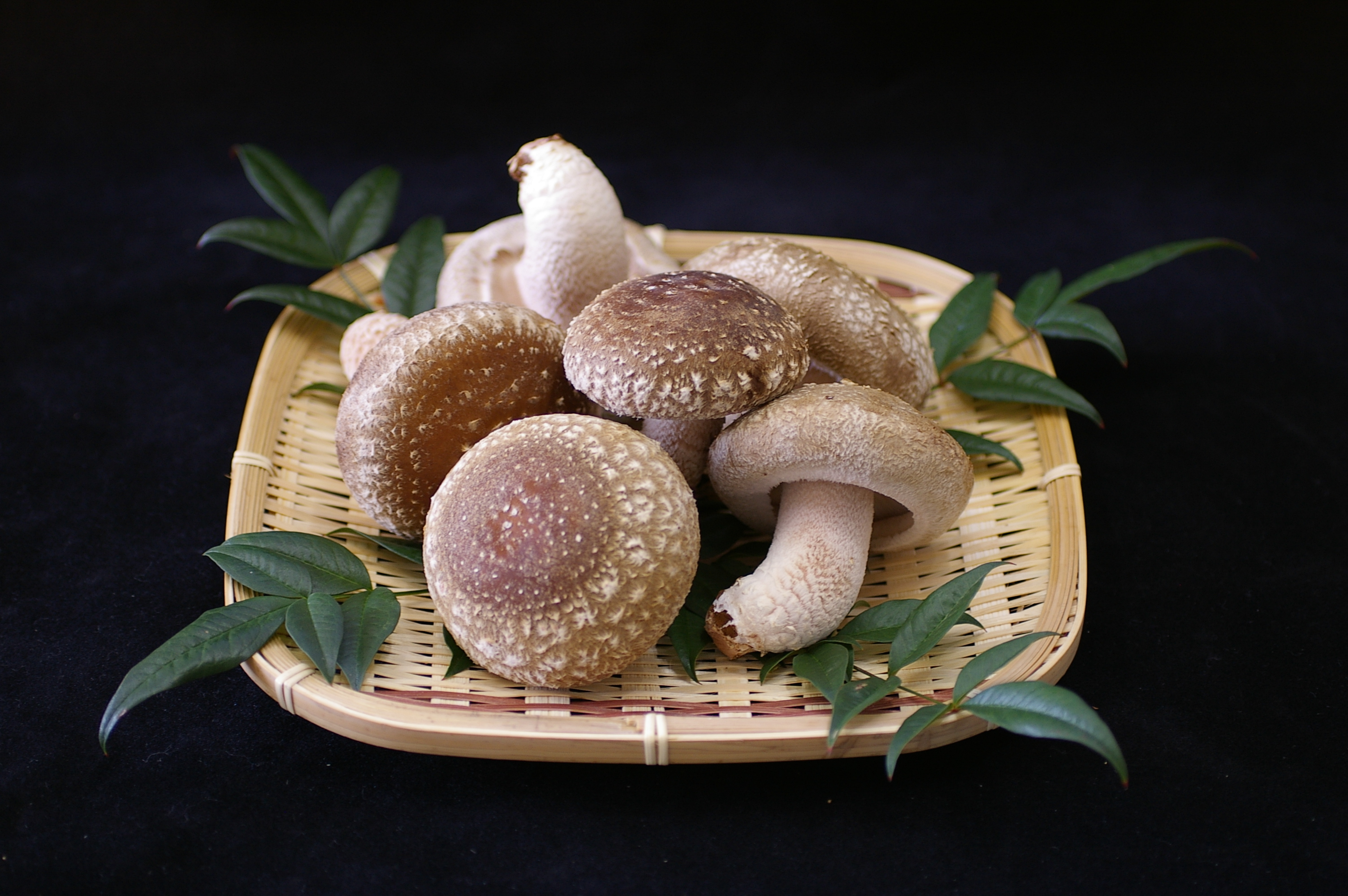 瀬戸内しいたけ 600g｜しいたけの商品詳細｜ポケットマルシェ｜産地