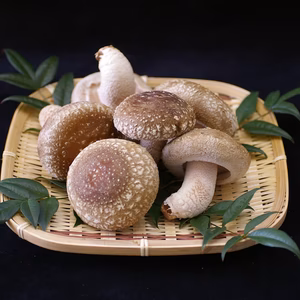 瀬戸内しいたけ 1,200g
