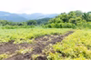 【新じゃが】　兵庫県但馬産メークイン