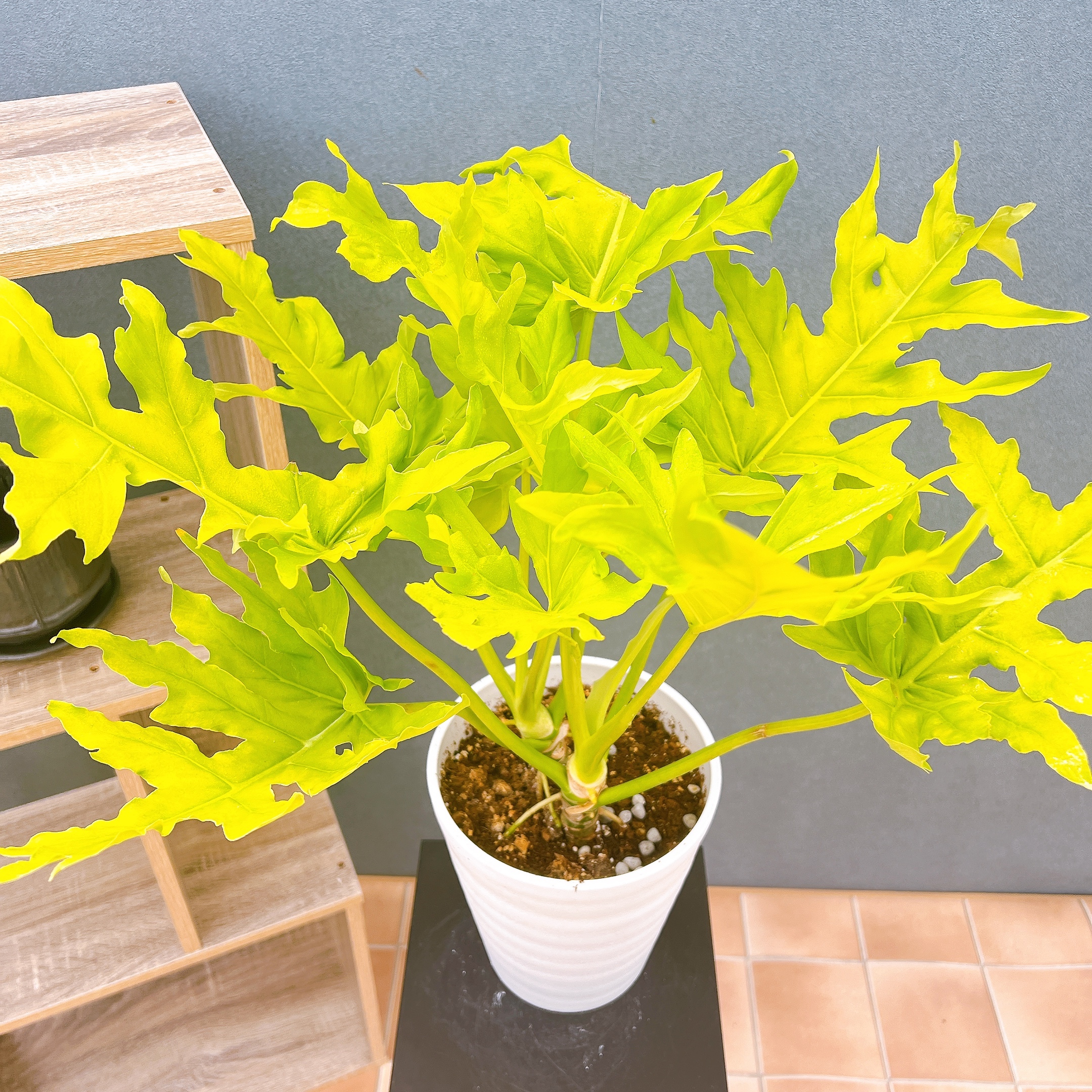 在庫販売】 フィロデンドロン セローム ゴールドリーフ 観葉植物