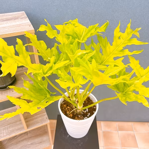 【在庫販売】　フィロデンドロン　セローム　ゴールドリーフ　観葉植物　フィロデンド