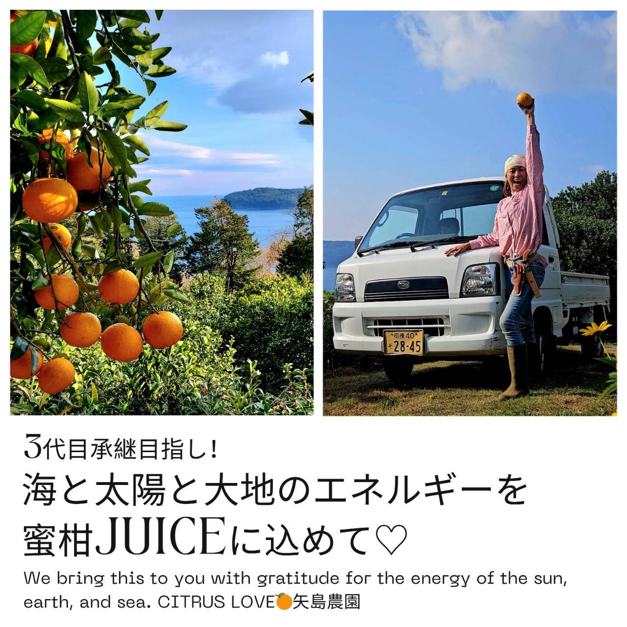 限定☆年末特別詰合せ】みかん色々♪5種類が楽しめる柑橘BOX（送料別