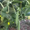 無農薬野菜+無農薬米 お得セット【月1回】