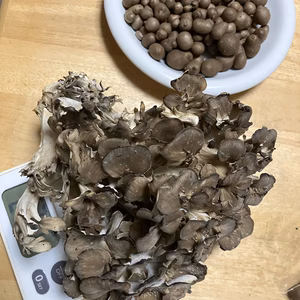 限定1組　天然舞茸とむかごのセット
