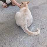 tango