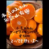 訳あり☆一味違う本気みかん☆有田みかん(家庭用)