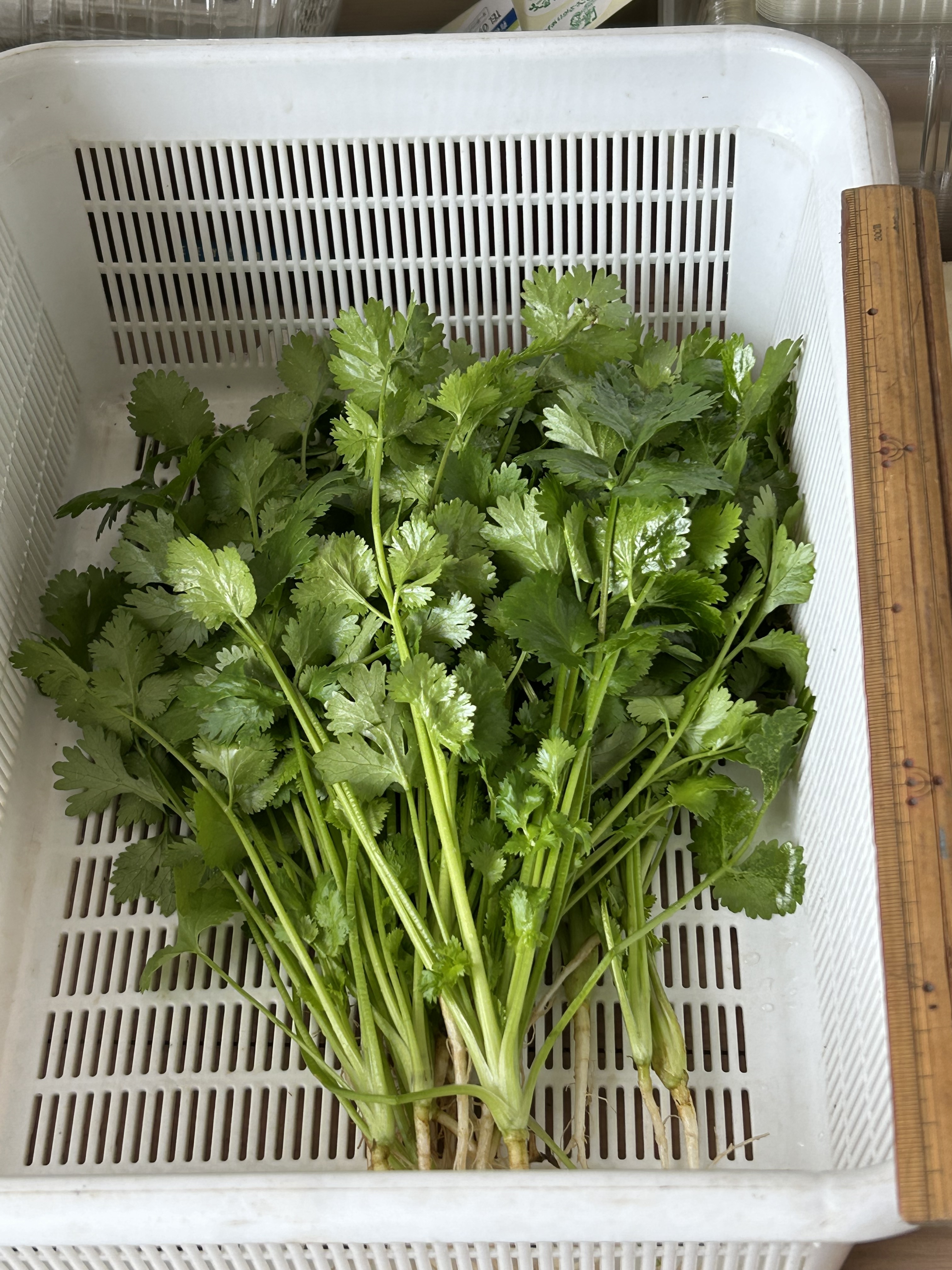 パクチーの産直通販・お取り寄せ商品｜ポケットマルシェ｜産地直送で旬