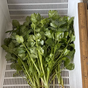 路地　パクチー根あり　農薬は使ってません