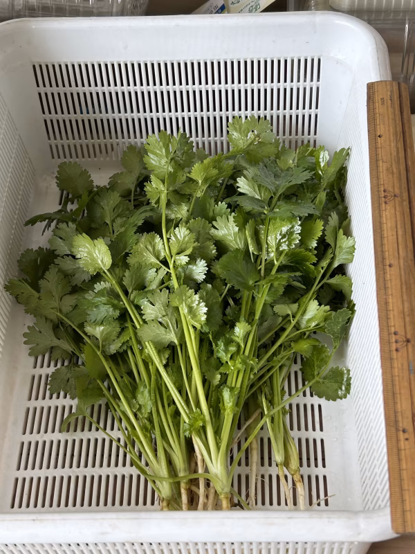 路地　パクチー根あり　農薬は使ってません