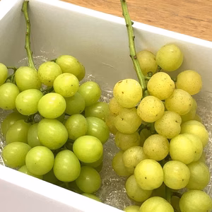 「見た目じゃないのよぶどうは、ha han♪」おまかせ1キロセット　