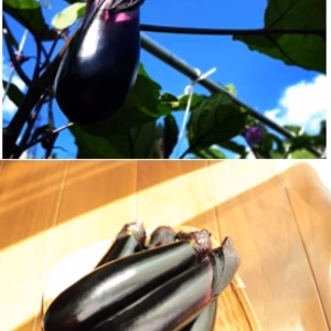 【通常定期便】1年中いつでも食べて☆（月に2回配送） 