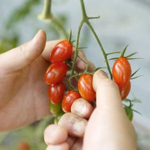 【食べ比べセット】人気2トップ品種ミニトマトスピカとトマリー