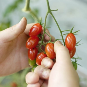 【食べ比べセット】人気2トップ品種ミニトマトスピカとトマリー