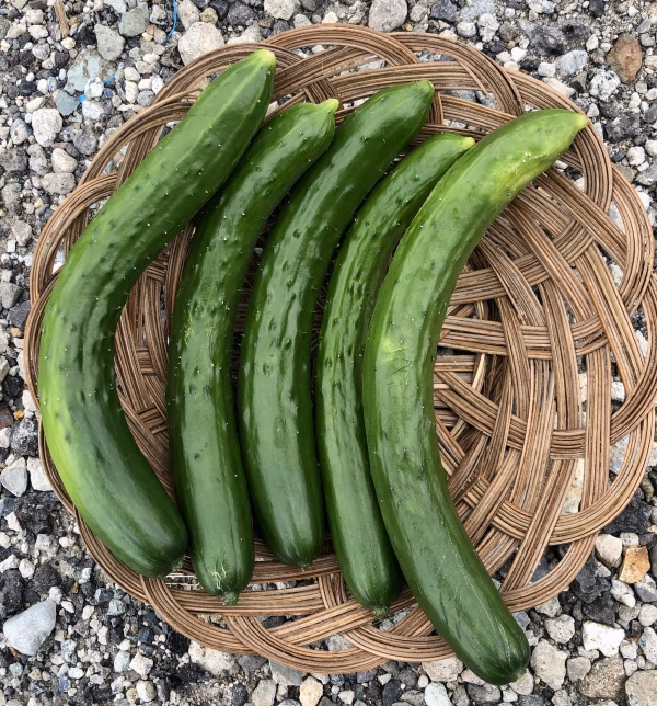 【訳があってお買い得♪】採れたてきゅうり詰め合わせ