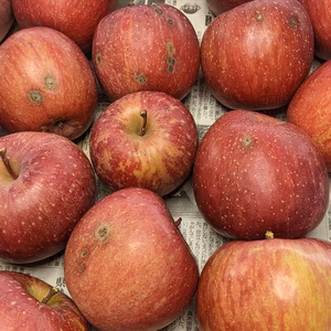 リンゴふじ訳あり