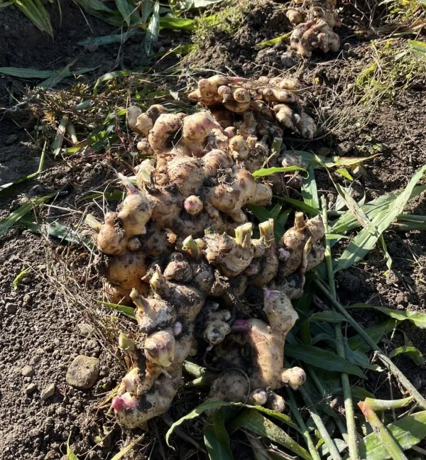【高知県産　農薬・化学肥料不使用】土付き生姜　箱の重量込み