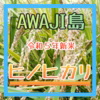炊いてフワツヤ 淡路島のお米 ヒノヒカリ