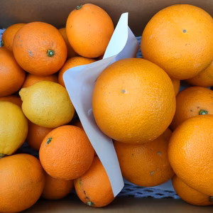 【セット商品】紅八朔・ネーブルSサイズ・小玉レモン2個【箱込4.5kg】