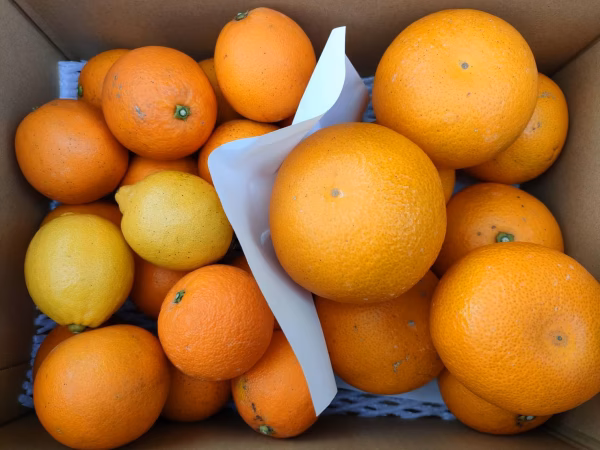 【セット商品】紅八朔・ネーブルSサイズ・小玉レモン2個【箱込4.5kg】