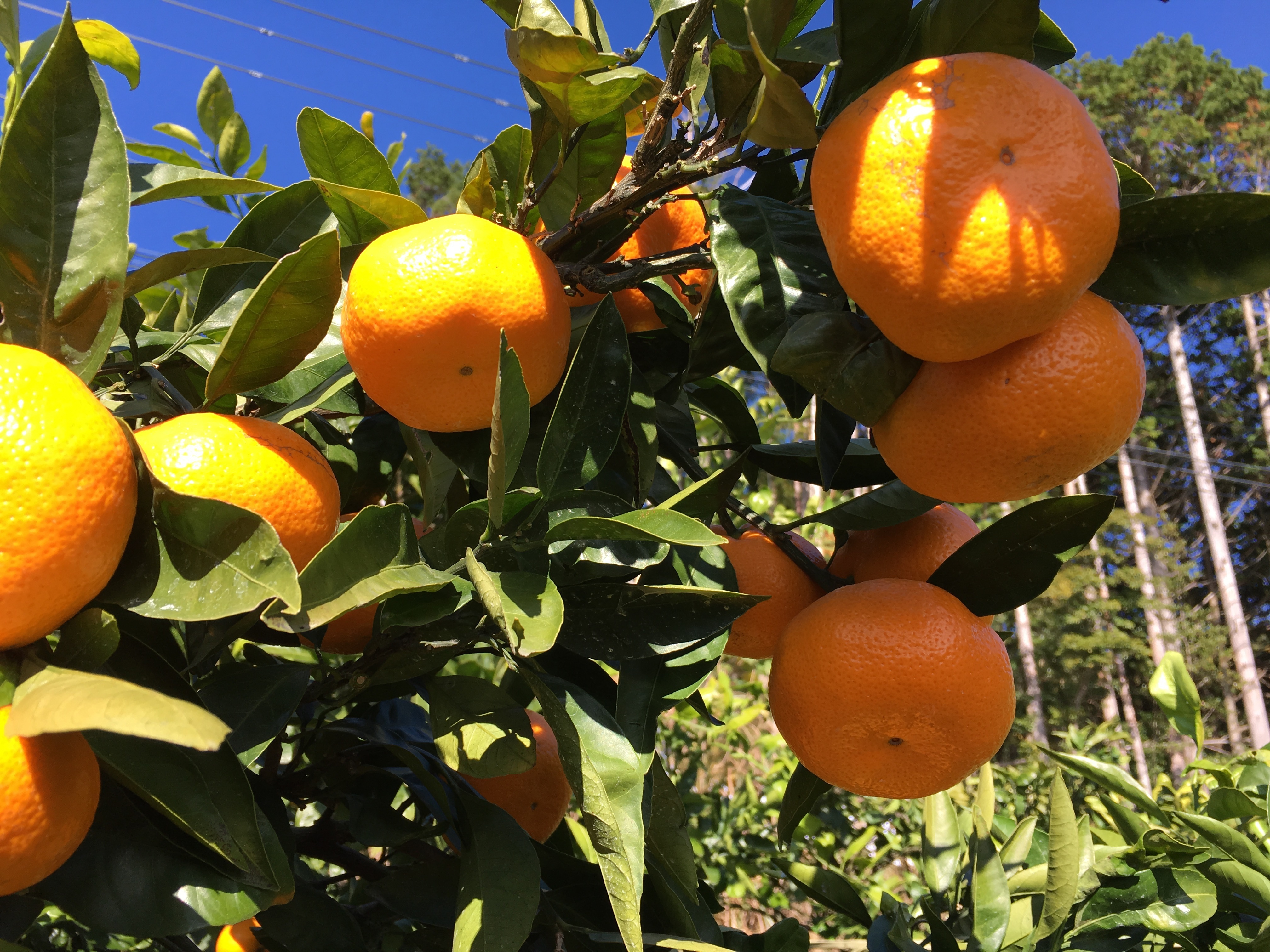 静岡県賀茂郡東伊豆町｜佐藤農園｜佐藤太知さんの生産者プロフィール