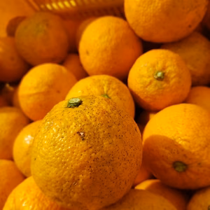 箱込1㌔　花粉症の方必見！！　送料お得