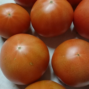 【常温便】ワケアリかもしれない秋トマト