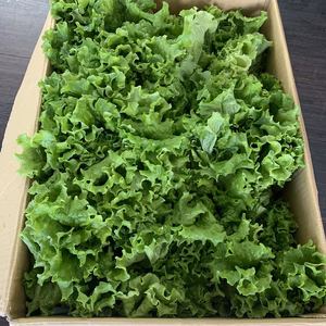 【室内水耕栽培】沖縄県産水光リーフレタス
