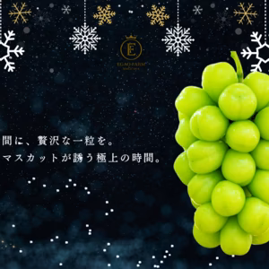 1週間限定出品【クリスマス、お正月に】極上シャインマスカット