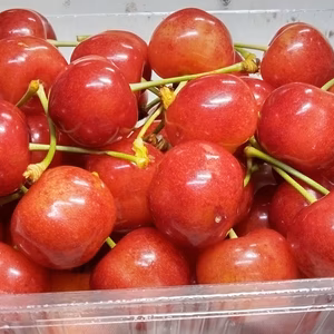 【発送は６月中旬～】おうち用 紅さやか「甘酸っぱいのが好みの方にオススメ♪」