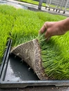 【特別栽培米】新米化学肥料一切使わない、もちもちコシヒカリ　令和　4年産