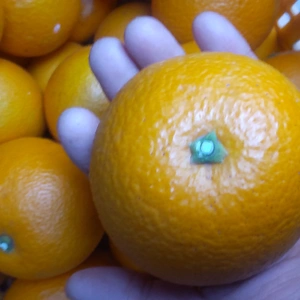  柑橘二種セット はっさくとレモン 10kg 