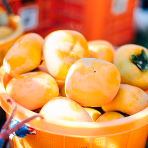 まつばら農園のたねなし柿